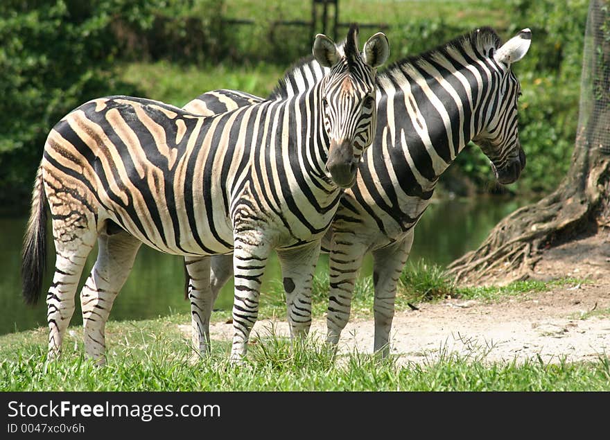 A pair of Zebras in the Taiping Zoo