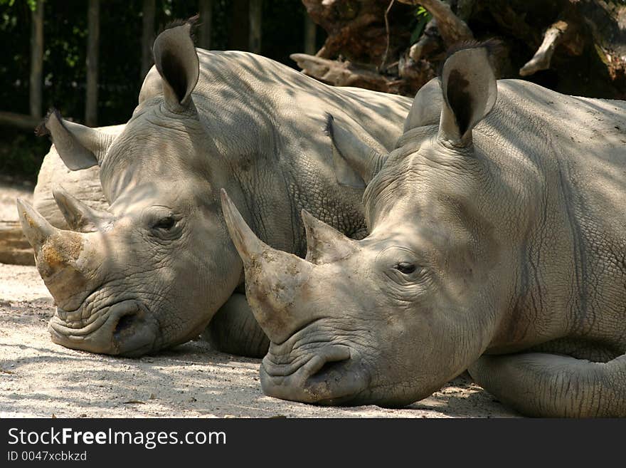 A pair of sleeping Rhinos in the Taiping Zoo