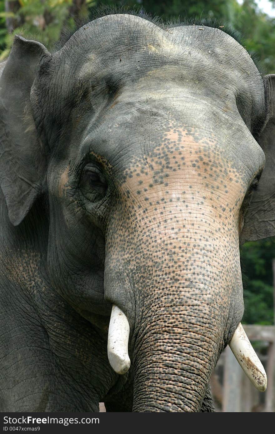 Close-up and personal with a bull elephant at the Taiping Zoo