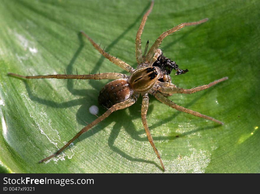 Spider with meal on green leaf