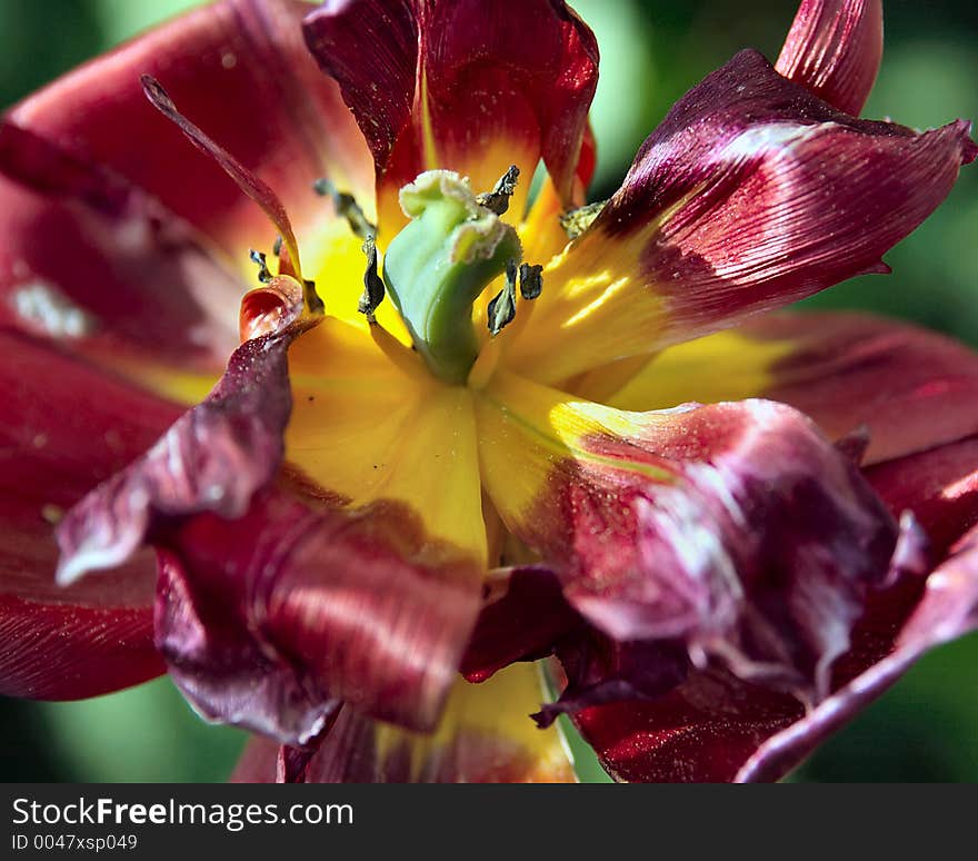 Macro shot of unusual flower formation using select focus. Macro shot of unusual flower formation using select focus