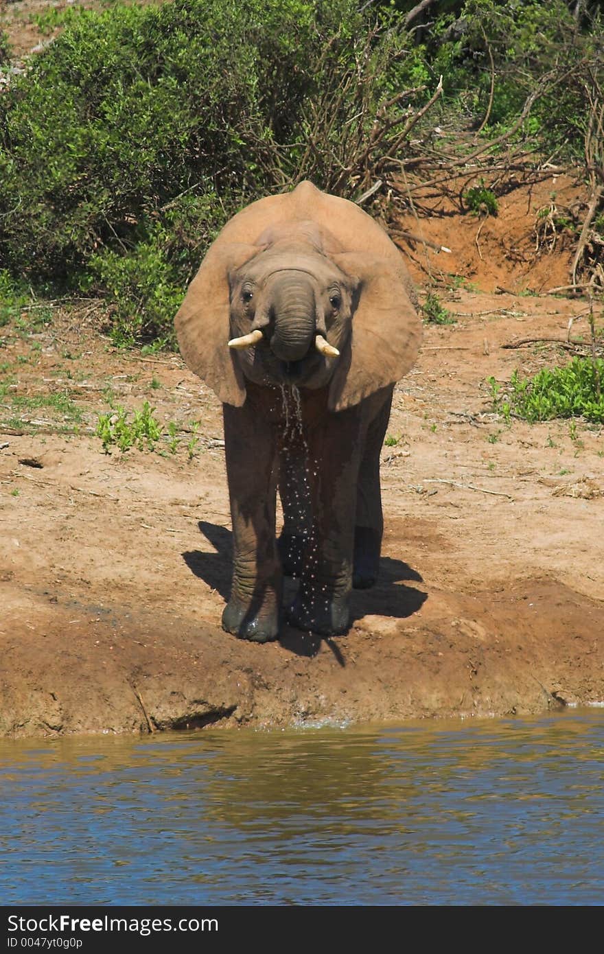 African Elephant drinking at the waterhole. African Elephant drinking at the waterhole