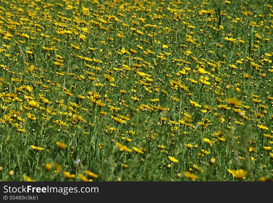 A field of flowers in a spring day