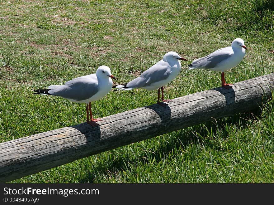 Sea gulls in park near beech.
