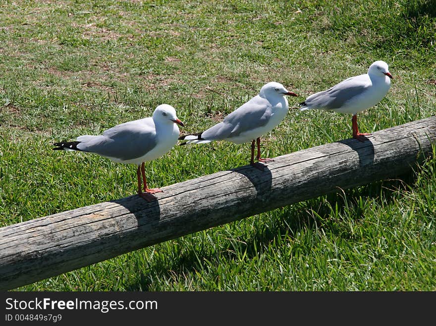 Sea gulls