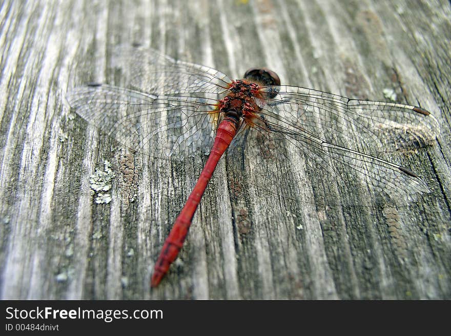 Dragon-fly on a plank