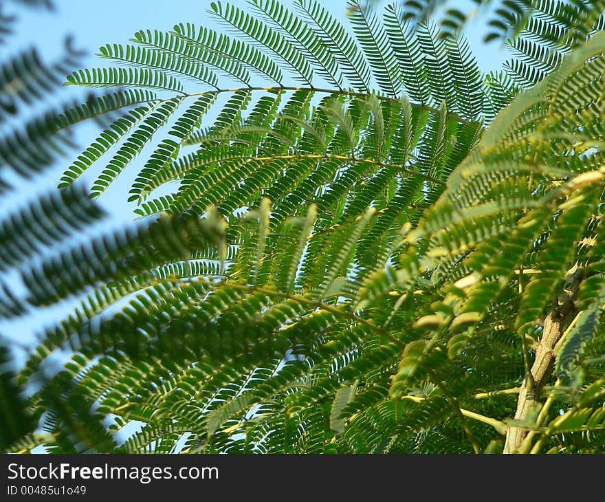 Green leaves. Green leaves