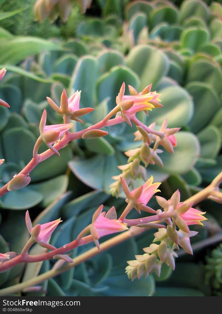 Macro shot of the pink flowers of the succulent plants. Macro shot of the pink flowers of the succulent plants.