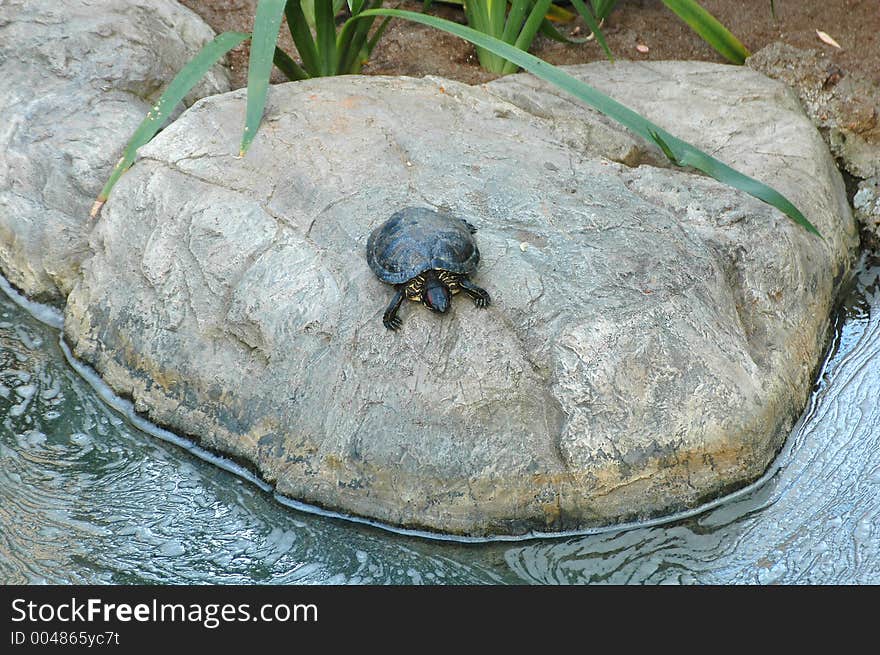 Little turtle on rock