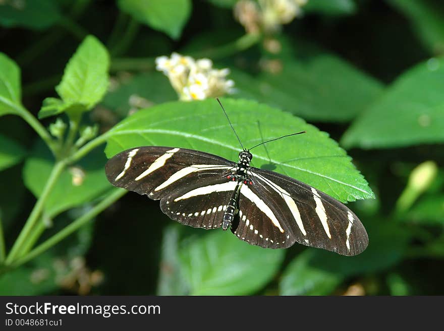 Heliconius on leaf