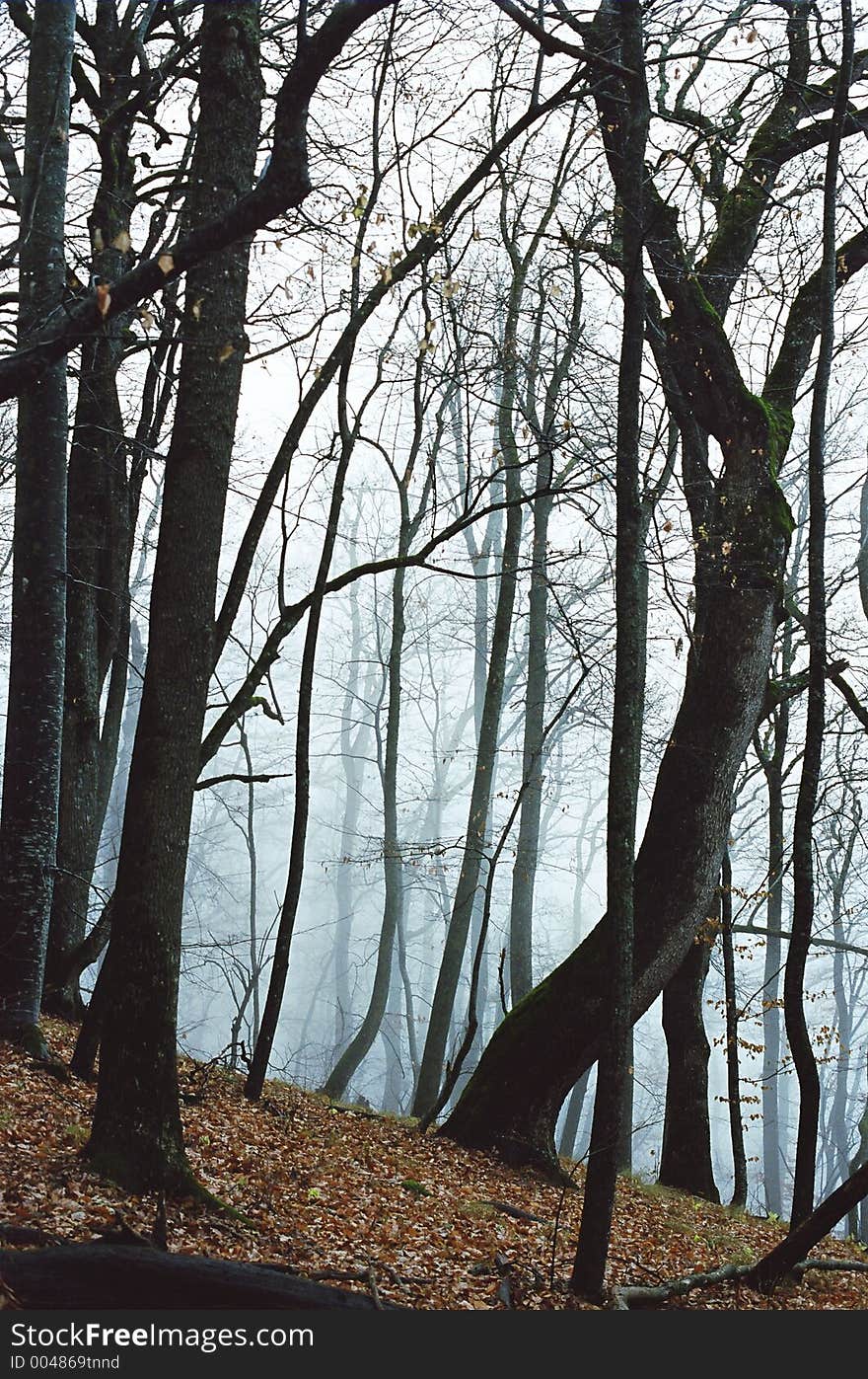 Morning fog in the beech wood in Crimea, Ukraine. Morning fog in the beech wood in Crimea, Ukraine