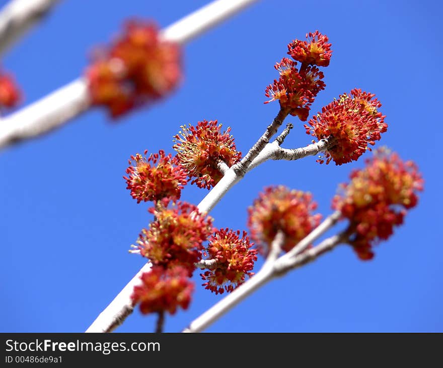 Early spring buds on a tree branch