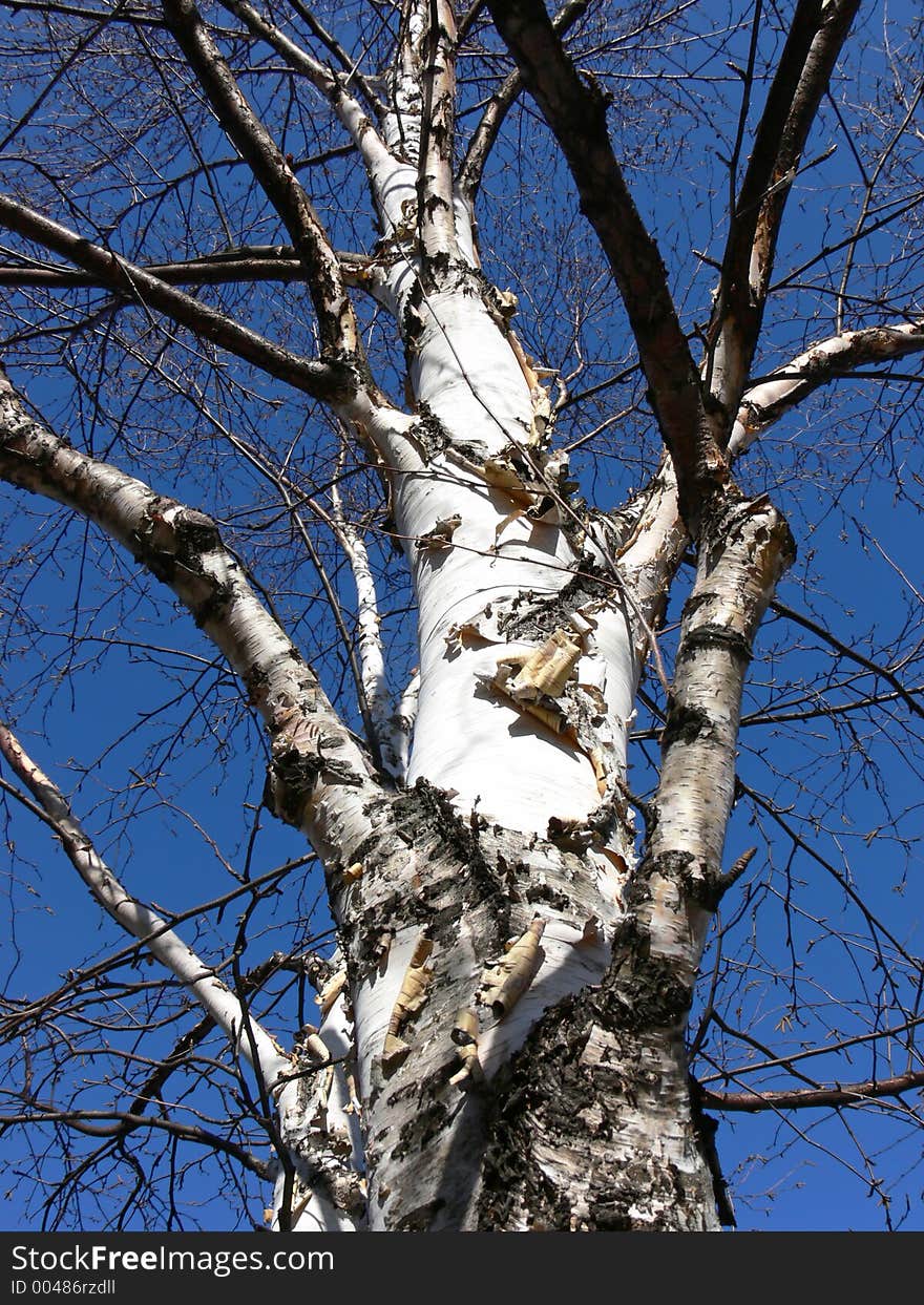 Birch Tree