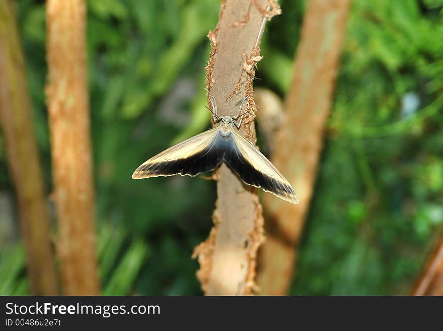 Butterfly-owl  (caligo eurilochus) on tree 2