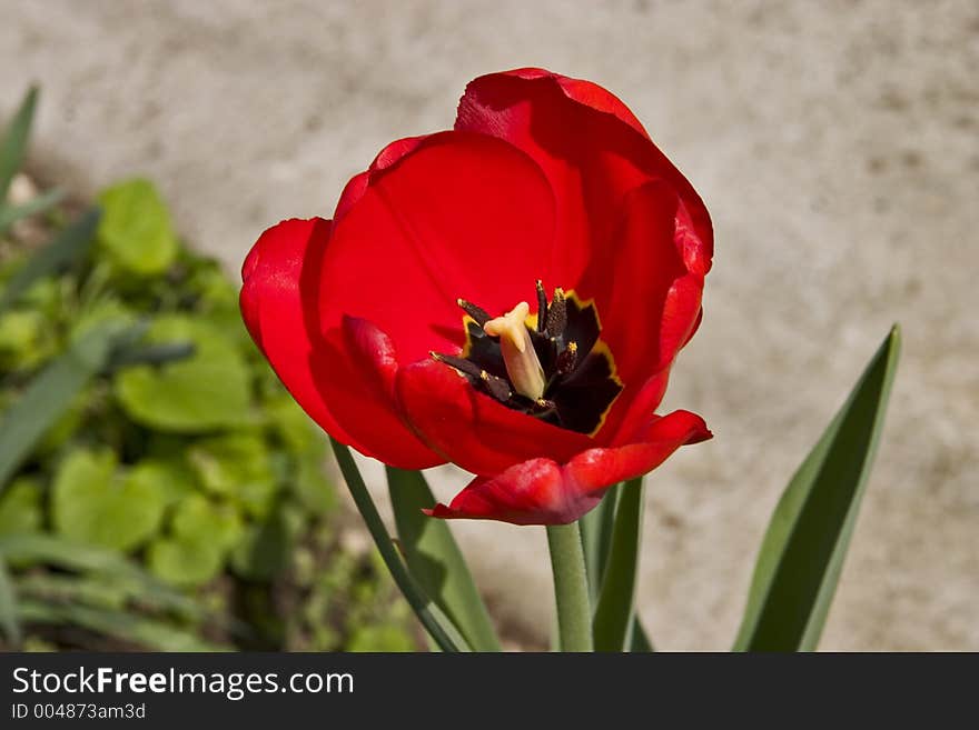 Tulip In The Garden