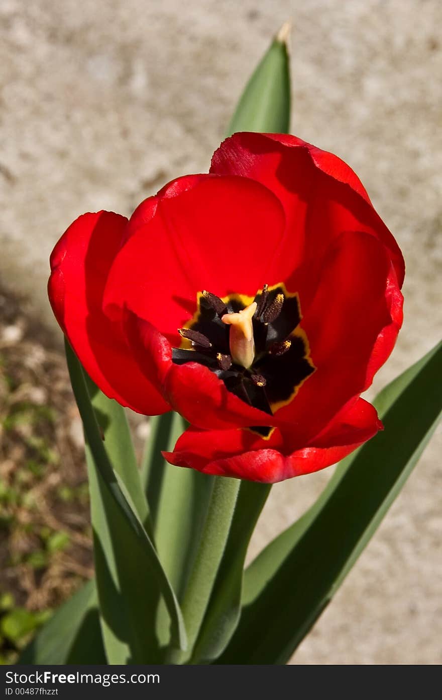 Single tulip in the sun. Single tulip in the sun