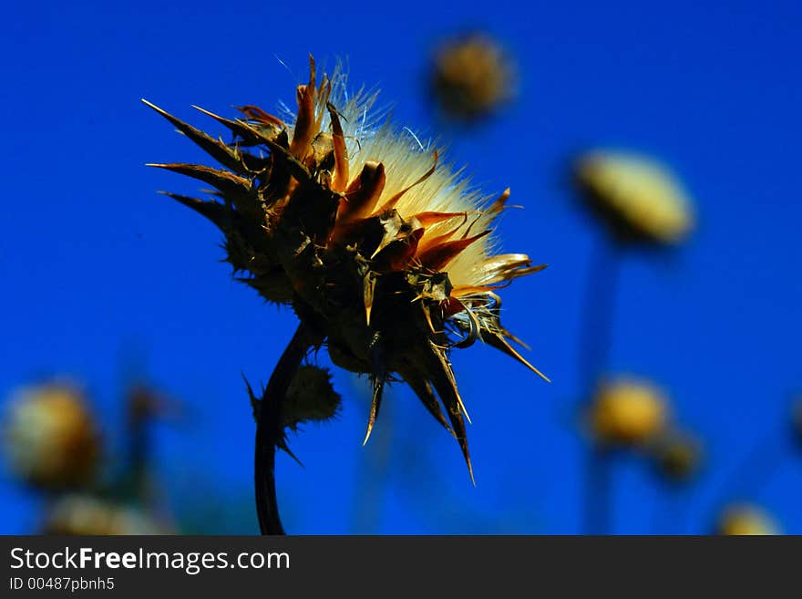 Dry plant