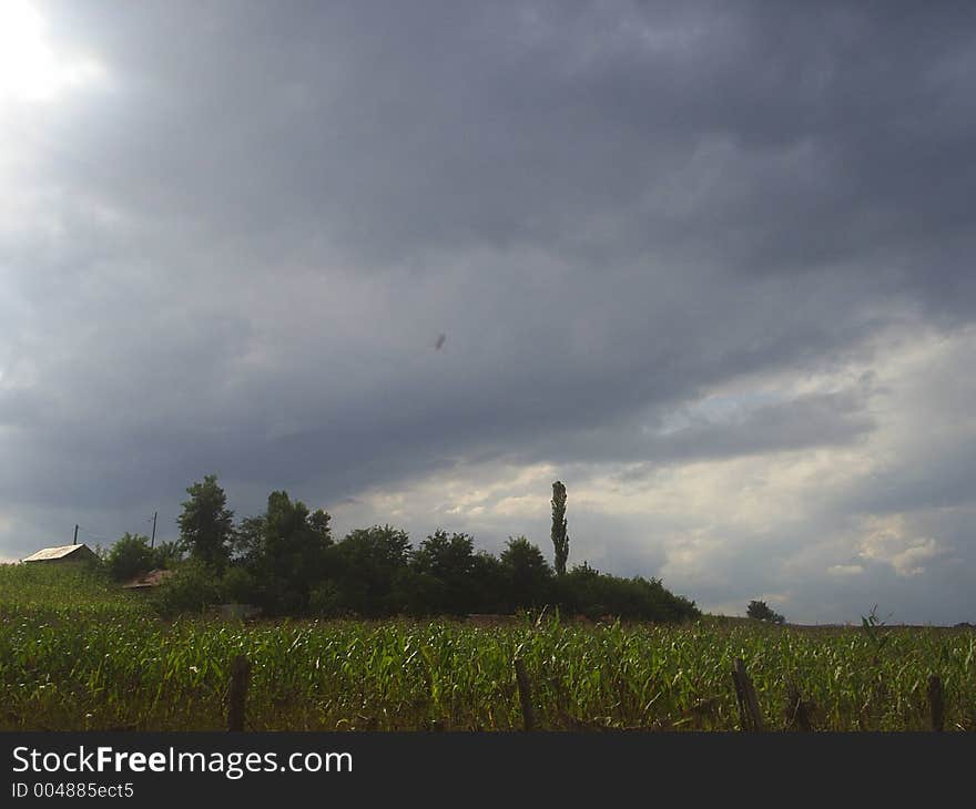 Corn field. Corn field