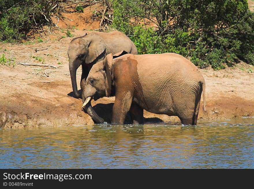 African Elephant at the waterhole. African Elephant at the waterhole