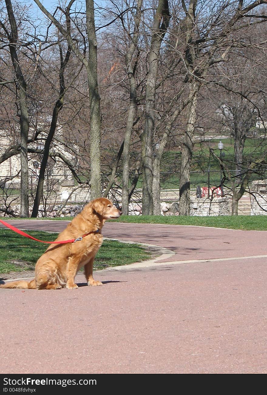 Dog sitting, waiting in park