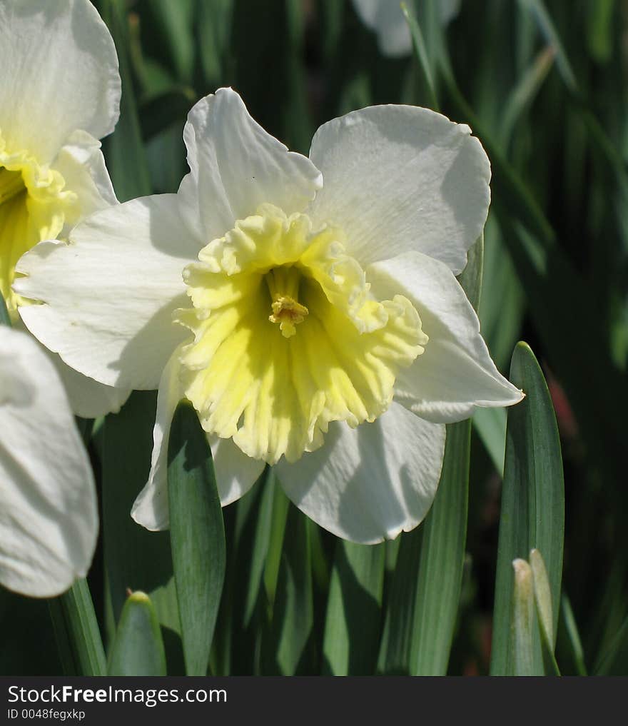 White narcissi with yellow crown