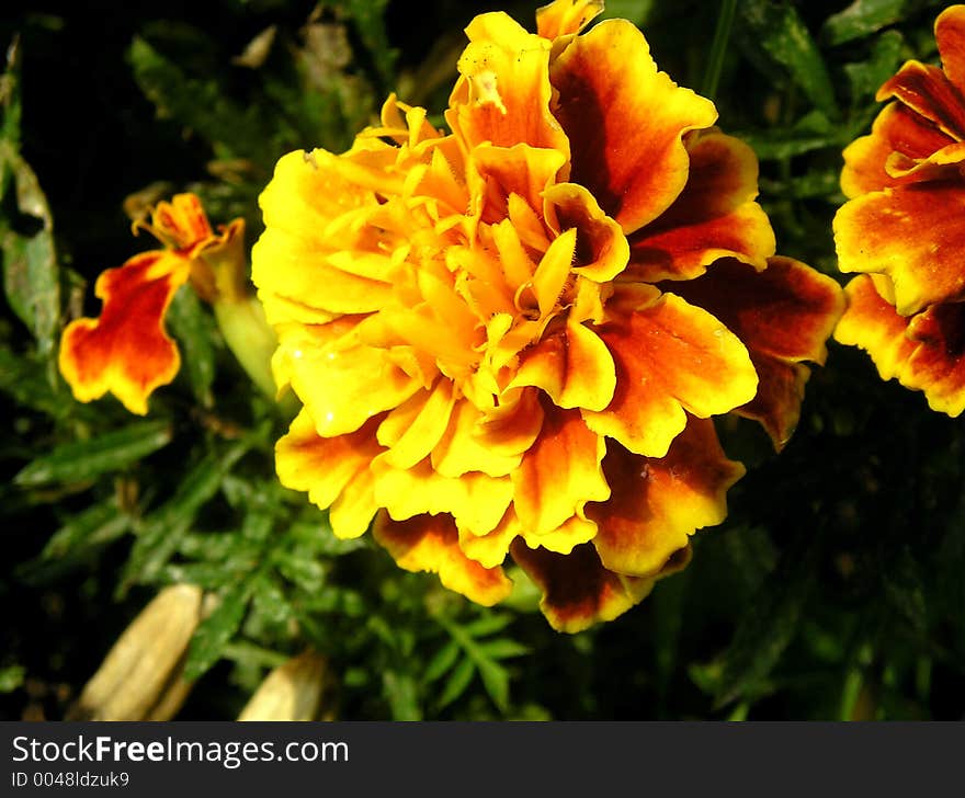 The flower that looks like the sun