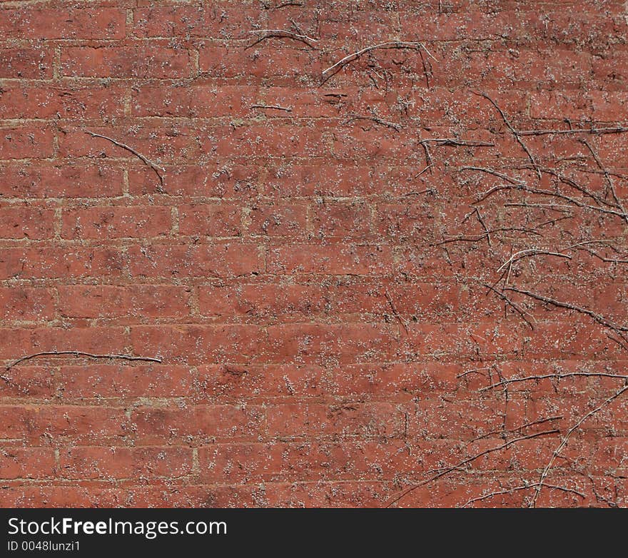 Brick Wall Background with vines & Ivy