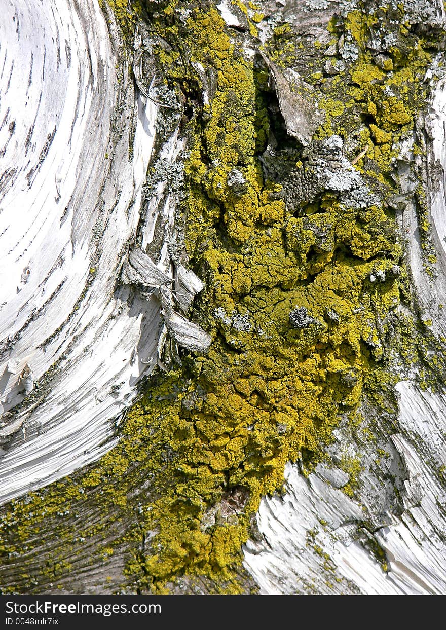 Moss on the trunk of a birch tree. Moss on the trunk of a birch tree.