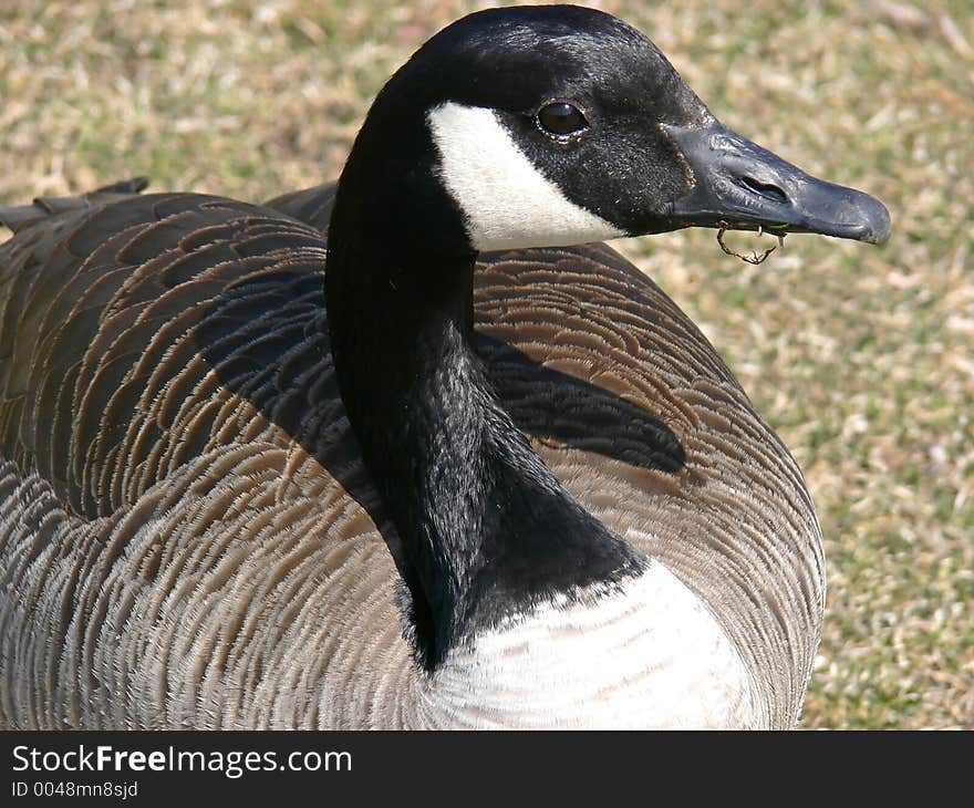 Goose Lunch