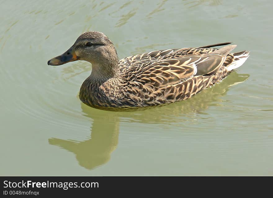 Lovely little female duck floating along a pond.