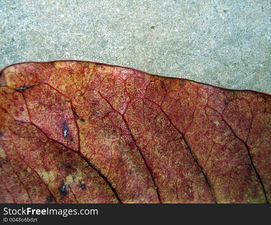 Autumn leaf detail