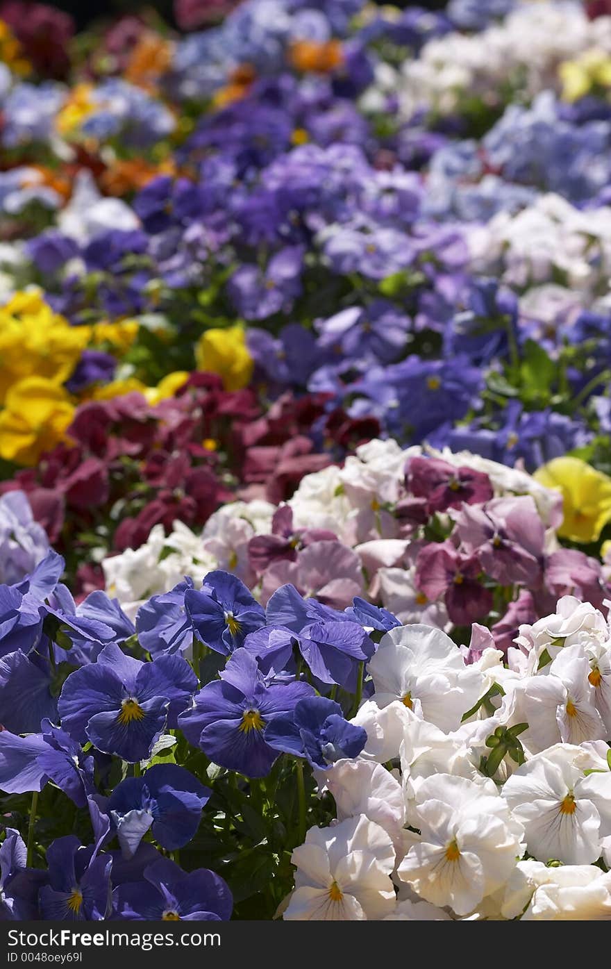 colorful flowers