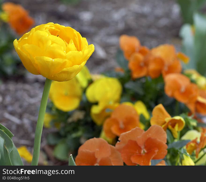 Yellow flower in garden