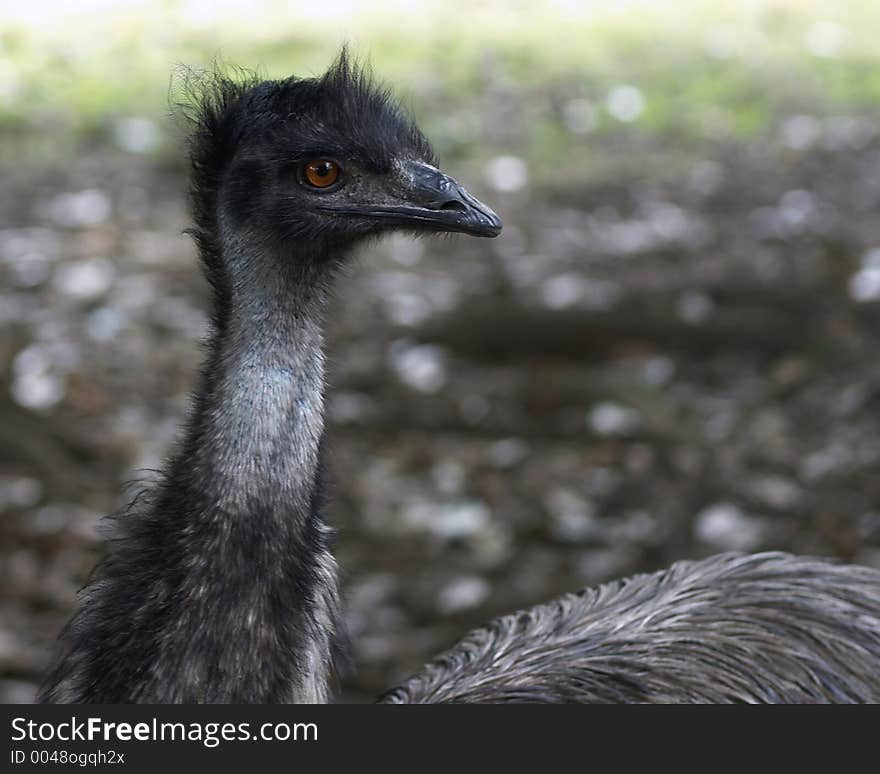 Emu