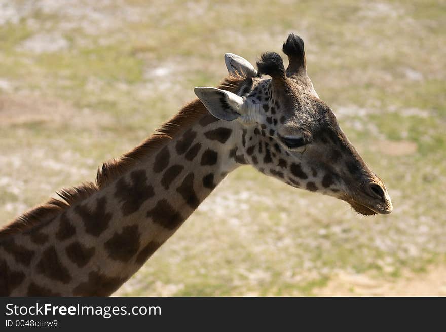 Giraffe