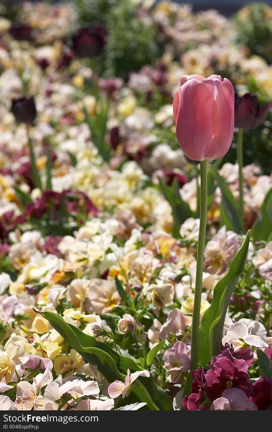 Pink flower in garden