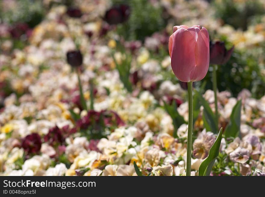 Pink flower in garden