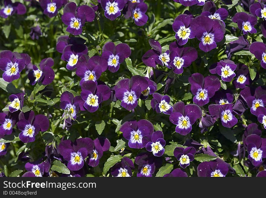 Purple flowers