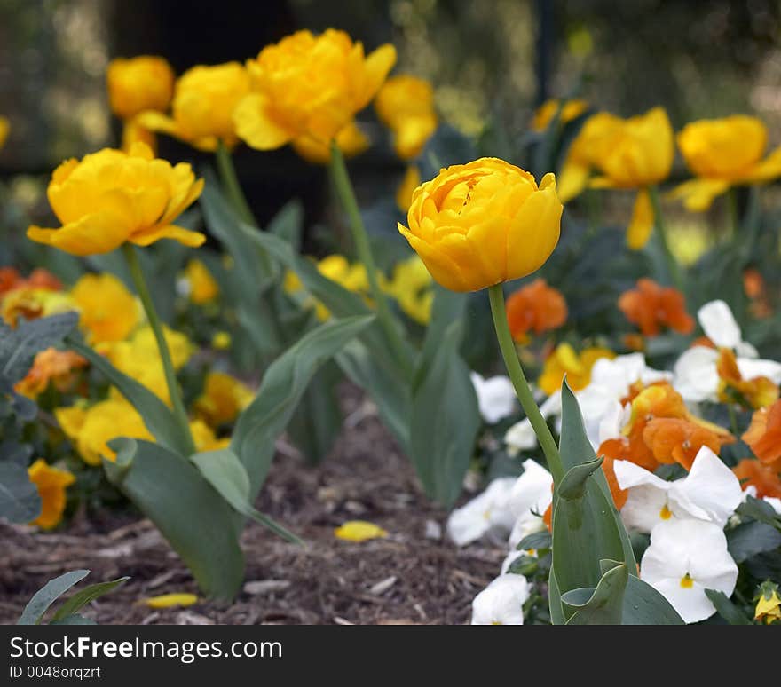 Yellow flower garden