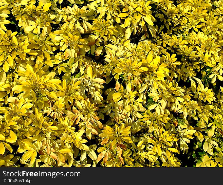 Texture of yellow flowers