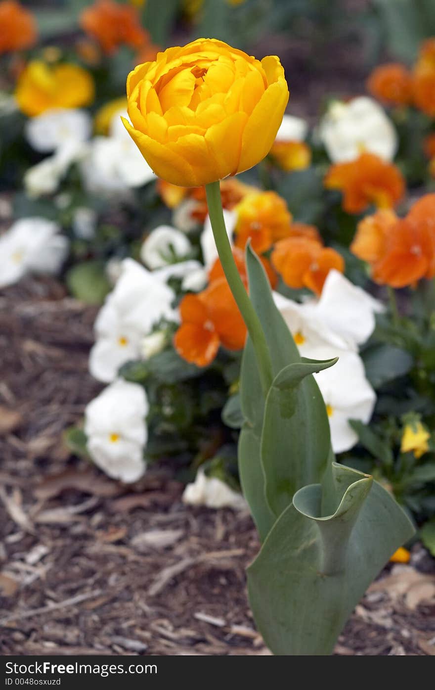 Yellow flower garden