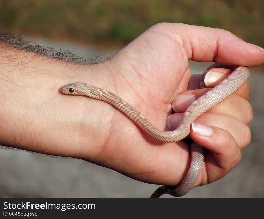 Snake in hand