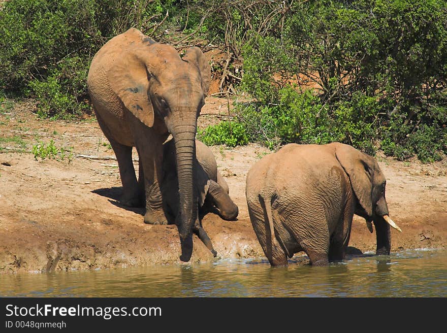 African Elephant family at the drinking hole