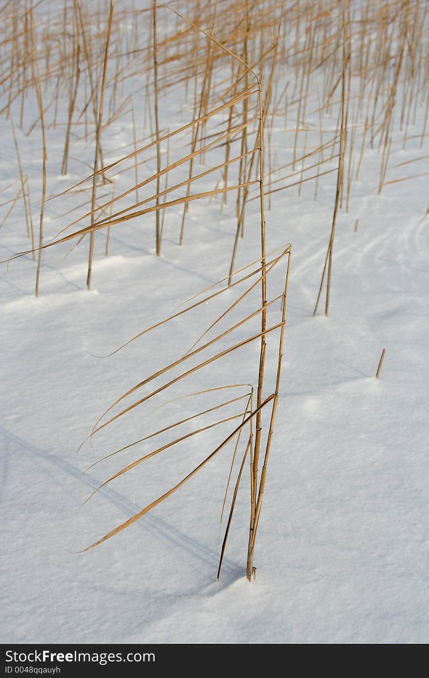 Winter scene - dried-up plants