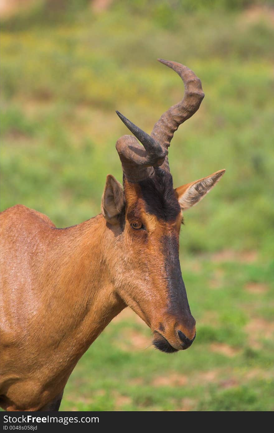 Crooked Horn Red Hartebeest with genetic defect