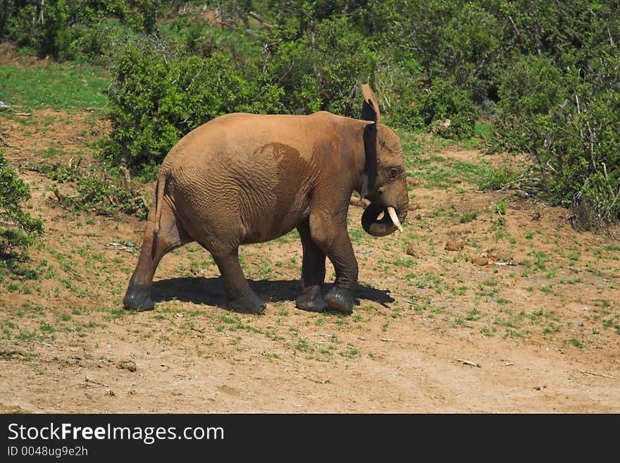 Lone African Elephant Bull