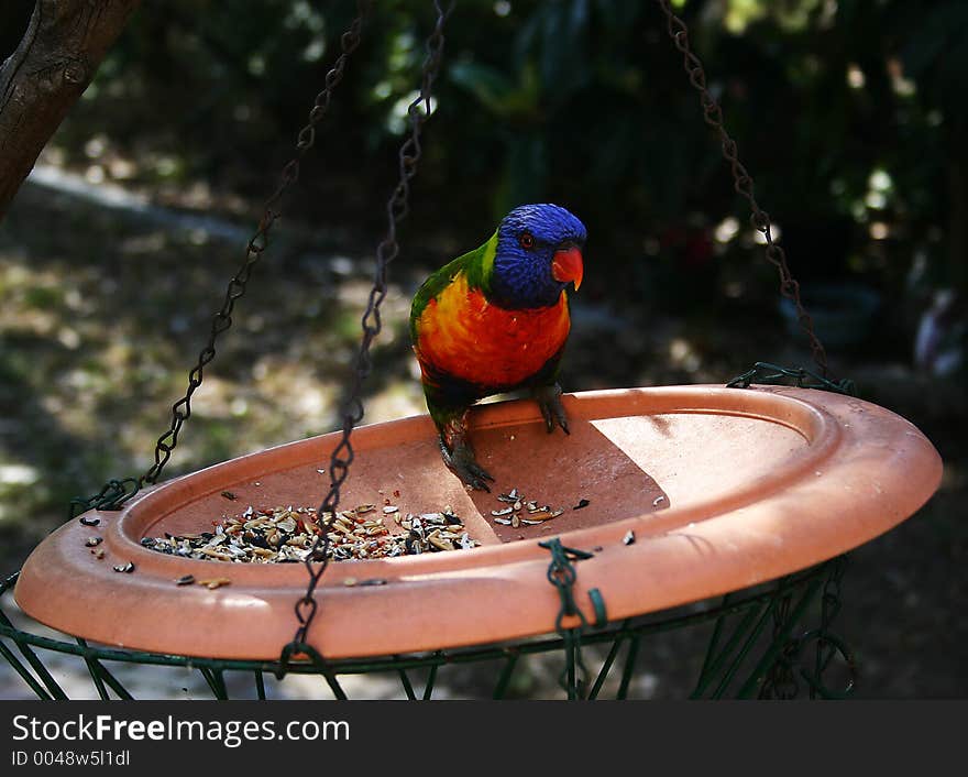 Parrot Trying to Feed on Birdseed. Parrot Trying to Feed on Birdseed