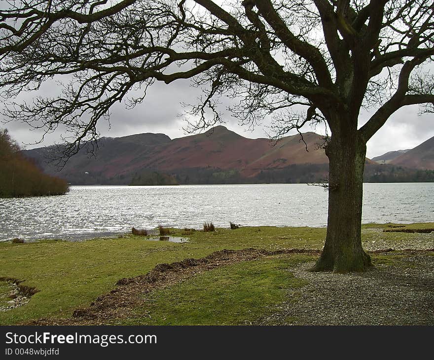 Tree Framed Lake