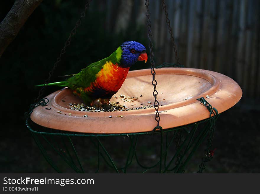 Parrot Feeding from a Hanging Bowl