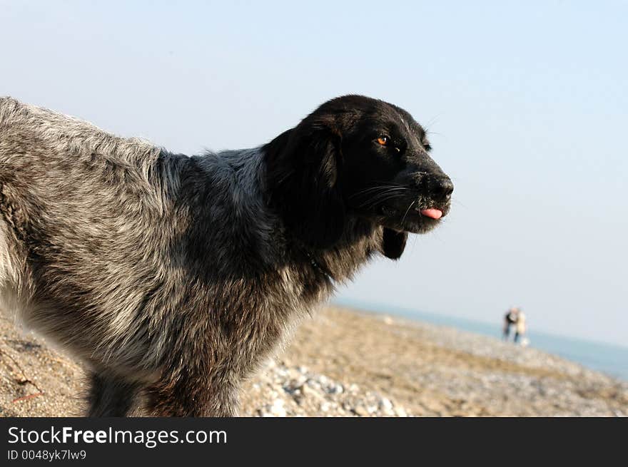 Dog On The Beach